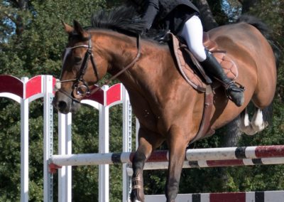 Amazing Show Jumping Collectif Image